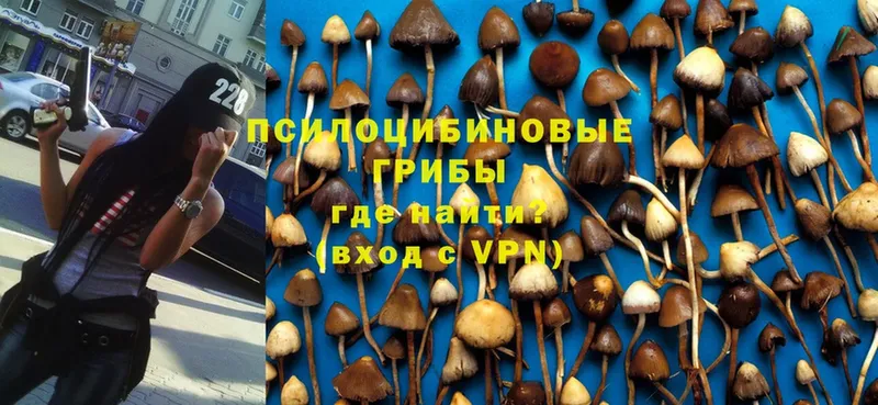 дарнет шоп  Красный Кут  Галлюциногенные грибы Magic Shrooms 